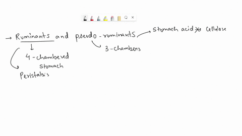 this-image-shows-the-digestive-system-of-a-ruminant-animal-how-does-this-polygastric-digestive-syste-39095
