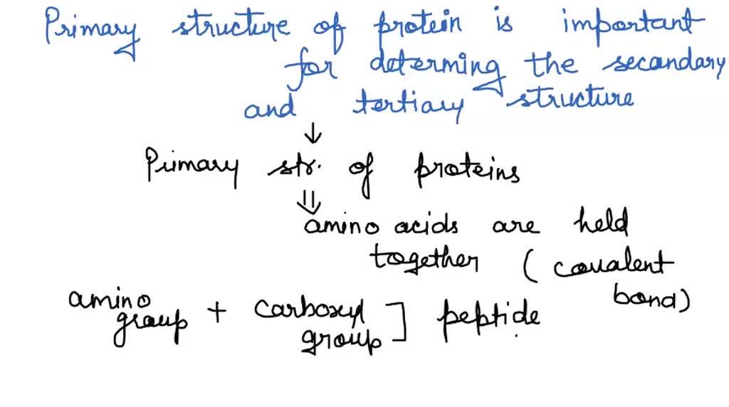 SOLVED: The primary structure of a protein is important for determining ...