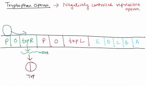 what-happens-to-the-tryptophan-trp-repressor-when-large-amounts-of-trp-is-present-in-the-cell-a-trp-repressor-no-longer-can-bind-to-dna-and-allows-rna-polymerase-to-bind-to-the-promoter-b-tr-81664