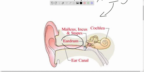 hair-cells-in-the-cochlea-use-to-generate-a-receptor-potential-in-response-to-sound-a-pigments-b-nociceptors-c-specific-chemical-receptors-d-photoreceptors-e-changes-in-membrane-shape-58328