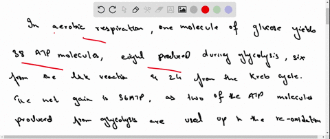 from-glucose-to-the-krebs-cycle-how-many-net-atps-are-created-85968