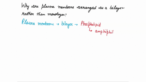 why-are-plasma-membranes-arranged-as-a-bilayer-rather-than-a-monolayer-50853