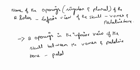 what-is-the-name-of-the-openings-singular-and-pleural-of-the-two-holes-in-the-inferior-view-of-the-skull-between-the-vomer-and-the-paletine-bone-found-between-the-blue-and-grey-colored-skull-26552