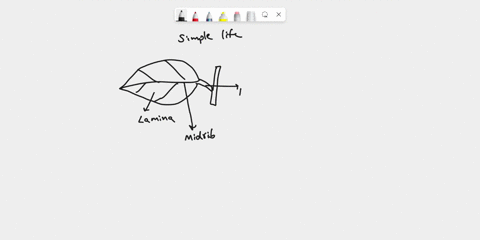 draw-and-label-a-simple-leaf-and-a-pinnately-compound-leaf-if-present-label-the-lamina-blade-rachis-midrib-leaflets-and-petiole-01947