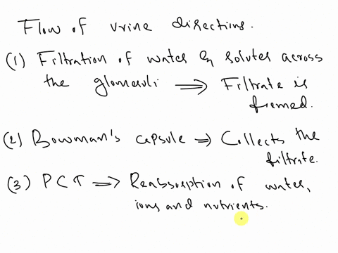 the-flow-of-urine-directions-using-the-words-below-trace-the-flow-ofarine-from-its-formation-filtration-of-water-and-so-across-the-glomeruli-to-its-elimination-from-the-body-distal-convolutt-94107