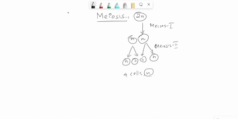 all-but-one-of-these-occur-during-metaphase-i-of-meiosis-which-of-these-would-not-occur-during-the-metaphase-i-phase-of-meiosis-a-independent-assortment-of-the-homologous-pairs-b-sister-chro-47308