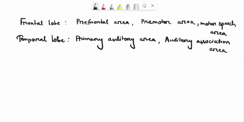 classify-the-following-based-upon-the-lobes-in-which-they-are-found-general-interpretation-area-primary-somatosensory-area-visual-primary-auditory-area-primary-visual-area-association-area-s-06845