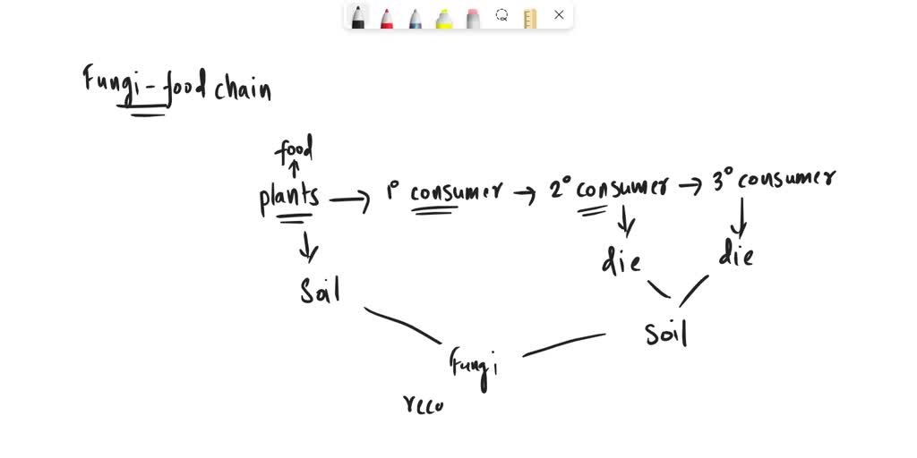 SOLVED: where do you think fungi fit in a food chain Biology Diagrams