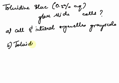 if-toluidine-blue-05-agueous-is-not-added-to-the-glass-slide-what-will-the-cells-look-like-under-the-microscope-o-cells-and-internal-organelles-will-appear-grayscale-o-toluidine-blue-was-not-35248