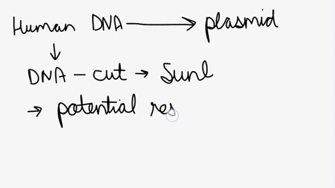 you-want-to-clone-a-human-dna-sequence-into-a-plasmid-this-dna-fragment-was-cut-out-of-the-human-genome-with-restriction-enzyme-suni-whose-restriction-site-is-shown-in-the-figure-below-this-65327
