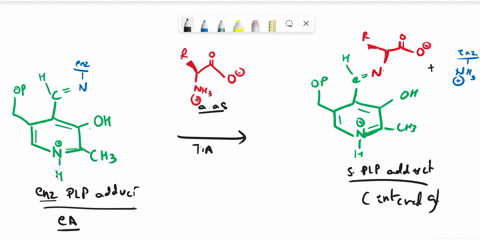 show-the-role-of-pyridoxal-phosphate-plp-in-tthe-transamination-of-an-amino-acid-include-important-chemical-intermediates-58757