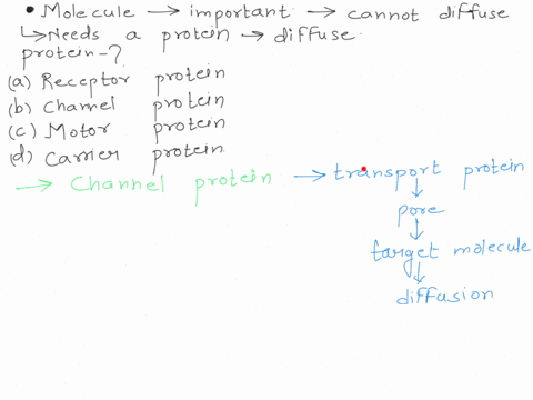 a-molecule-that-is-important-for-cell-functioning-cannot-diffuse-through-the-plasma-membrane-but-needs-a-protein-that-can-open-and-close-to-allow-the-molecule-to-diffuse-what-is-this-protein-08332