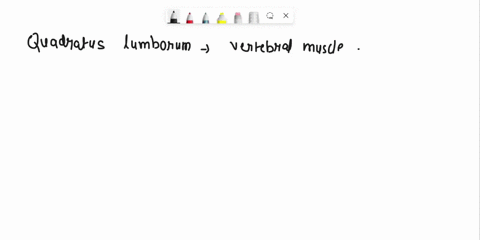 the-quadratus-lumborum-is-a-posterior-vertebral-muscle-that-flexes-the-spine-the-external-anal-sphincter-is-a-circular-muscle-found-in-the-pelvic-floor-the-diaphragm-is-the-major-muscle-of-i-15936