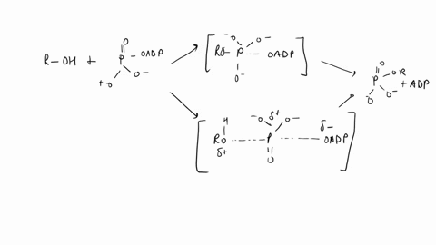 write-a-mechanism-in-detail-for-the-phosphorylation-of-a-serine-residue-by-atp-catalyzed-by-a-protei-42872
