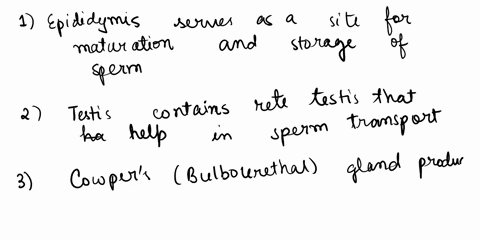 l-reproductive-structure-that-contains-smooth-muscle-2-structure-that-contains-a-rete-testis-3-structure-that-produces-mucus-to-protect-sperm-from-friction-damage-4-structure-elevated-by-the-33537