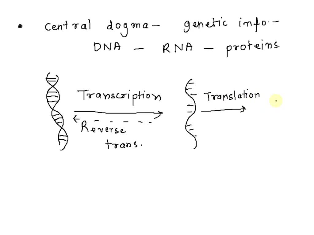 SOLVED: 23. Draw A Diagram Of The "Central Dogma' Of Molecular Biology: