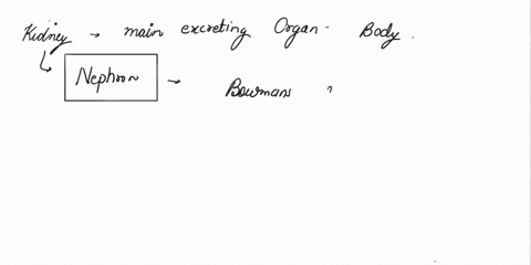 activity-2-simulating-the-events-of-urine-production-and-urine-concentration-1-label-and-color-the-simplified-juxtaglomerular-nephron-diagram-per-the-following-directions-alabel-the-four-com-76746