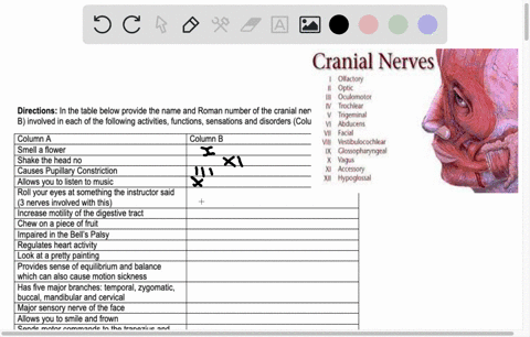 directions-in-the-table-below-provide-the-name-and-roman-number-of-the-cranial-nerves-column-b-involved-in-each-of-the-following-activities-functions-sensations-and-disorders-column-a_-colum-50955