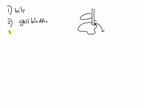 7-which-of-the-following-is-produced-by-the-liver-a-amylase-b-bile-c-pepsin-d-renin-8-which-organ-stores-bile-and-pumps-it-into-duodenum-a-appendix-b-colon-c-gall-bladder-d-pancreas-9-what-i-69873