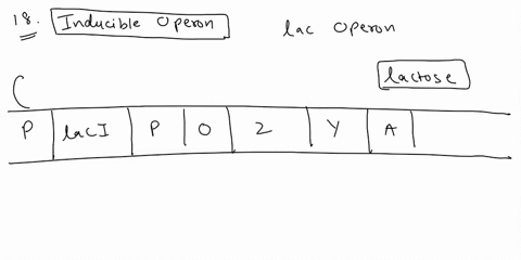 b-dna-replication-only-transcription-and-translation-translation-only-transcription-only-18-inducible-operons-aare-active-in-the-presence-of-repressor-b-usually-require-repressor-to-be-trans-51589