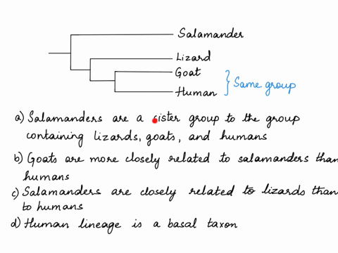 question-4-1-pts-based-on-this-tree-which-statement-is-correct-salamander-llzard-goat-human-salamanders-are-a-sister-group-to-the-group-containing-lizards-goats-and-humans-goats-are-more-clo-41387