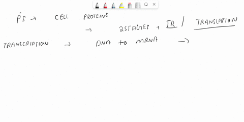 name-the-two-phases-of-protein-synthesis-and-describe-the-roles-of-dna-mrna-trna-and-rrna-in-each-phase-20424