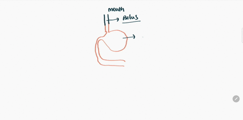 the-mixture-of-food-and-gastric-juice-that-passes-from-your-stomach-to-your-small-intestine-is-called-83688