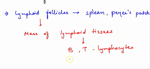 choose-the-best-answers-lymphoid-follicles-are-found-only-in-the-lymph-node-lymphoid-follicles-contain-lymphocytes-mucosa-associated-lymphoid-tissue-malt-is-found-in-the-digestive-respirator-67995