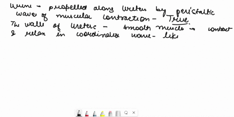 urine-is-propelled-along-the-ureters-by-peristaltic-waves-of-muscular-contractions-true-false-28171
