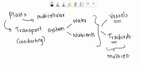 which-of-the-following-statement-is-true-1vessels-are-multicellular-with-large-central-cavity-2tracheids-are-multicellular-with-narrow-lumen-3vessels-are-unicellular-with-narrow-lumen-4trach-98492