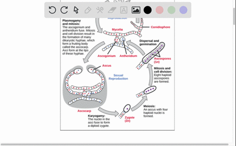 explain-the-life-cycle-in-ascomycetes-with-the-help-of-an-annotated-diagram-2
