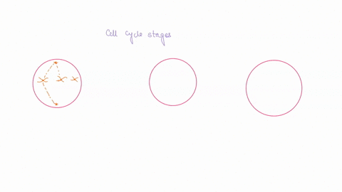name-draw-mitosis-meiosis-instructions-complete-the-following-two-part-activity-you-may-use-additional-pages-as-necessary-on-a-sheet-of-paper-draw-three-circles-you-will-use-one-circle-to-re-29499