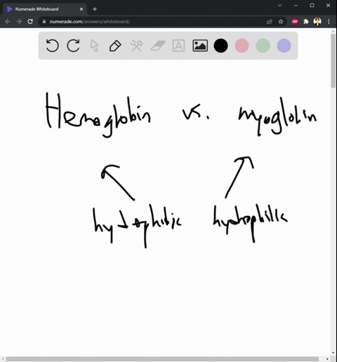 monomeric-vs-multimeric-proteins-globin-protein-myoglobin-functions-as-a-monomer-while-for-the-related-protein-hemoglobin-the-functional-form-of-is-an-22-heterotetramer-whit-the-and-subunits-58351