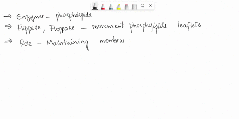 30-enzymes-that-move-ccttainphospholipids-between-leaflets-have-also-which-of-the-following-ppperties-play-role-establishing-maintaining-membrane-lipid-asymmetry-b-interacts-with-neighboring-54739