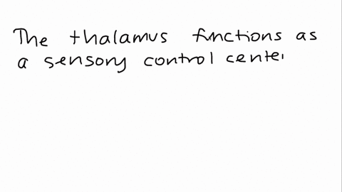 the-thalamus-functions-as-a-a-memory-bank-b-balance-center-c-breathing-regulator-d-sensory-control-2-77936