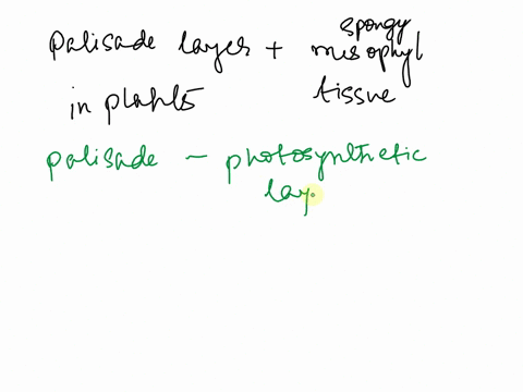 how-does-the-structure-size-shape-distribution-of-cells-in-the-palisade-and-spongy-mesophyll-contribute-to-their-functionswhat-two-tissue-types-are-found-in-leaf-veins-are-they-both-necessar-99722