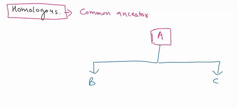 based-on-your-work-with-homologous-structures-discuss-which-species-have-similar-structures-and-which-are-less-similar-48527