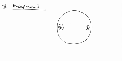 a-cell-has-a-diploid-of-4-2n4-diagram-this-cell-as-it-progresses-through-meiosis-24064