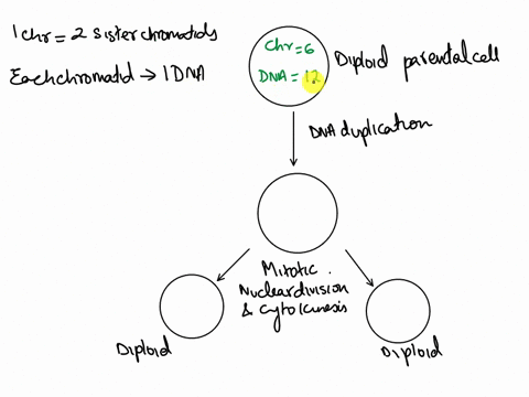 overview-of-mitotic-cell-cycle-in-the-diagrams-below-fill-in-the-number-of-chromosomes-and-number-of-dna-molecules-in-the-lab-simulation-cell-at-61-62and-after-mitosis-repeat-for-human-somat-49925