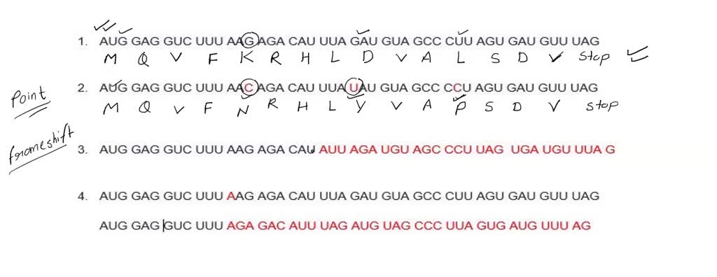 EXERCISE 2: GENETIC MUTATIONS 1. Translate the following sequence: AUG ...