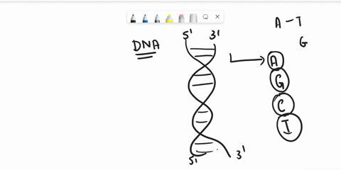 which-statement-is-true-regarding-dna-dna-04478