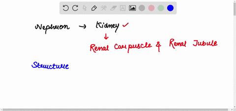 name-the-parts-of-a-nephron-and-describe-the-structure-of-each-part-pages-213-14-61947