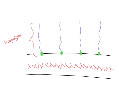endotoxins-are-a-q-associated-with-lipid-a-of-the-lps-layer-b-0-secreted-from-the-cell-0-part-of-the-thick-peptidoglycan-layer-of-gram-positive-bacteria-d-0-associated-with-gram-negative-bac-16985