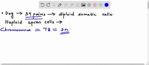 the-domestic-dog-canis-lupus-familiaris-has-39-pairs-of-chromosomes-in-each-of-its-diploid-somatic-body-cells-therefore-the-haploid-sperm-cells-of-a-male-dog-created-via-meiosis-will-each-co-36182