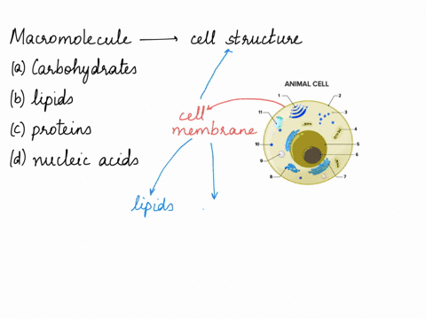 this-macromolecule-plays-an-important-role-in-cell-structure-0-a-carbohydrates-0-b-lipids-c-proteins-d-nucleic-acids-42427