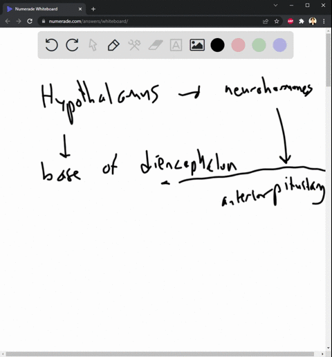 name-and-describe-the-locations-of-the-hypothalamus-and-pituitary-gland-and-list-the-hormones-that-they-secrete-describe-the-actions-of-the-various-hormones-of-the-pituitary-gland-and-their-47198