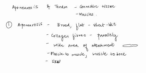 how-is-an-aponeurosis-differ-from-a-tendon-structurally-76242