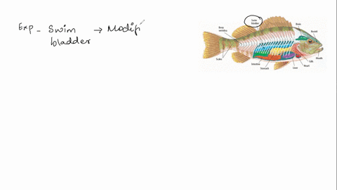 question-in-a-typical-ray-finned-fish-the-swim-bladder-allows-individuals-to-perform-which-of-the-following-processes-option1-effectively-circulate-its-blood-option2-use-its-swim-bladder-as-56166