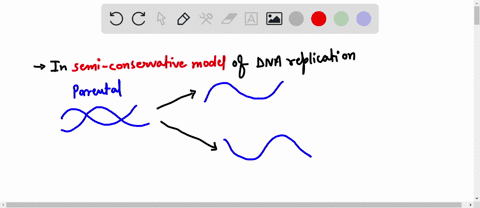 the-method-of-dna-replication-where-each-original-strand-is-used-as-a-template-to-build-a-new-strand-is-called-the-79786