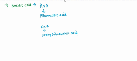 which-substance-is-a-nucleic-acid-a-amino-acid-b-fat-c-polysaccharide-d-rna-07167